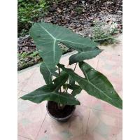 ราคา ว่านพญาจงอาง (หัวแบ่ง) (2995952323)