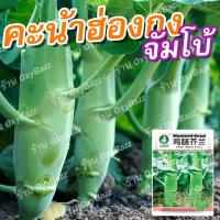 ราคา เมล็ดพันธุ์คะน้าฮ่องกงจัมโบ้ 1,000 เมล็ด เมล็ดคะน้าฮ่องกงจัมโบ้ ต้นใหญ่ โตเร็ว (28356025654)