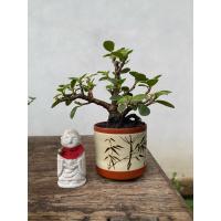 ราคา บอนไซไทรใบกลม ต้นไม้มงคล #ตกแต่งบ้านที่ทำงาน (29330651668)