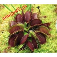 ราคา ต้นกาบหอยแครง ต้นไม้กินแมลง (21017777799)