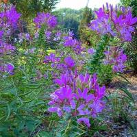 ราคา ดอกเสี้ยนฝรั่ง สีม่วงถูกที่สุด10บ.เมล็ดพันธุ์ดอกเสี้ยนฝรั่ง 20 เมล็ดงอกง่าย โตไว☘️ดอกสวยมาก (3682735128)