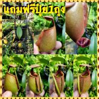 ราคา ต้นหม้อข้าวหม้อแกงลิง ต้นไม้กินแมลง (45100918956)