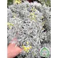 ราคา F283 เบญจมาศเงิน ดอกสีเหลือง ใบสีเงินสวย ไม้แคระ ไม้ประดับ มงคล กระถาง 8 นิ้ว (7176389239)