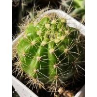 ราคา 3 ต้น 100 ดาวล้อมเดือน อิชินอปชิส ต้นกระบองเพชร แคคตัส ขนาดกระถาง 2 นิ้ว ส่งทั้งกระถาง (3643100115)