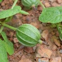 ราคา 10 เมล็ด มะนอย มะนอยออมแอม บวบขนาดเล็ก บวบจิ๋ว ผักพื้นบ้าน (44223685923)