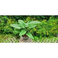 ราคา ต้นกวักพระพรหม ว่านกวักพระพรหม กระถาง 11" จัดส่งพร้อมกระถาง (12723639108)