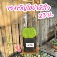 ราคา [ของขวัญต้นไม้]ของขวัญ ของชำร่วย ของขวัญวาเลนไทน์ โฮย่าหัวใจ 23 บาท (22689213344)