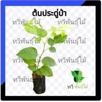 ราคา ต้นประดู่ป่า ประดู่ ไม้มงคล ไม้เศรษฐกิจ ต้นประดู่ (4164671815)