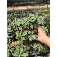 ราคา ยูโฟเบียหรือไดโนเสาร์ฟอร์มกอกระถาง4นิ้ว (27078929611)