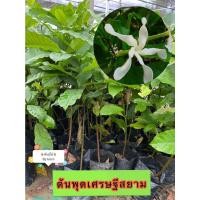ราคา ต้นพุดเศรษฐี​สยาม ไม้ดอก พร้อมส่ง สำคัญกรุณาสั่งซื้อในเวลา12:00น.-00:00น. (4232601770)