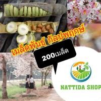 ราคา เมล็ดพันธุ์กัลปพฤกษ์ 200เมล็ด พร้อมปลูก ต้นกัลปพฤกษ์ กัลปพฤกษ์ (5037426458)