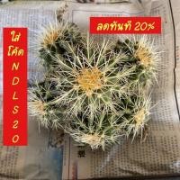 ราคา ใส่โค้ด BYJAME100 ลดทันที 10% [ถูกสุด] Cactus ถังทองกอ กระบองเพชร แคคตัส ฟอร์มกอ (10713052110)