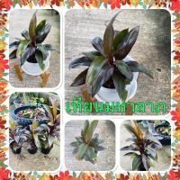 ราคา เทียนมหาลาภ ต้นไม้มงคลเรียกทรัพย์ (18010719145)