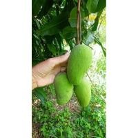 ราคา มะม่วงโชคอนันต์ ดิบคละไซ ปลอดสารเคมี (28652390218)