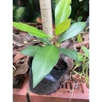 ราคา ต้นพิลังกาสาขนาด 15 cm ในถุงปลูก (29459427572)