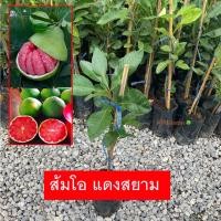 ราคา ต้นส้มโอแดงสยาม ส้มโอทับทิมสยาม เสียบยอด พันธุ์เเท้ ให้ผลเร็ว ไม้ผลเศรษฐกิจเป็นที่นิยม (รับประกันสินค้า) (22554890680)