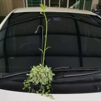 ราคา ต้นลูกตีนเป็ดน้ำพันเดปน่ารัก (4695373900)