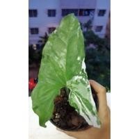 ราคา Syngonium ต้นเงินไหลมาด่างขาว (6994220241)