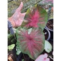 ราคา เงาะถอดรูปบอนสี ขนาด 15-20ซม. มี 3-4ใบ กัดสีแล้ว ต้นเริ่มโตแล้วค่ะ (14711859139)