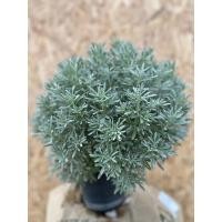 ราคา ต้นเบญจมาศเงิน ต้นริบบิ้นแดง ต้นพรมออสเตรเลีย โปรรวม 3 สายพันธุ์สายพันธุ์ละ 1 กระถาง ขนานกระถาง 2 นิ้ว (21174069626)