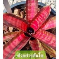 ราคา สับปะรดสี Bromeliad Neo. Hot Ember ไม้มินิขนาดเล็ก จำนวน 1 ต้น จัดส่งแบบถอดกระถาง ต้นไม้สวยงาม ฟอกอากาศ ต้นไม้มงคล (23216289413)