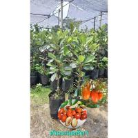 ราคา ต้นละมุดสีดา (ต้นพันธุ์เสียบยอด) (40201029167)