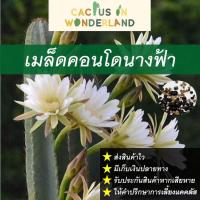 ราคา เมล็ดคอนโดนางฟ้า เมล็ดแคคตัส เมล็ดกระบองเพชร/งอก ปลูก/งอก เมล็ด/งอก การ (19878813449)