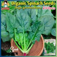 ราคา เมล็ดพันธุ์ ปวยเล้ง เมล็ดปวยเล้ง เมล็ดพันธุ์ปวยเล้ง Spinach Seeds 200เมล็ด/แพ็ค ปลูกง่าย เมล็ดพันธุ์ผัก เมล็ดพันธุ์พืช (29983644224)