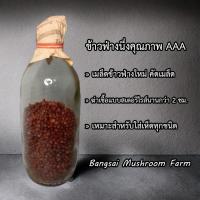 ราคา ข้าวฟ่างนึ่งฆ่าเชื้อแบบสเตอริไรส์ ยังไม่ใส่เชื้อเห็ด แพ็ค 15 ขวด สั่งได้ไม่เกินครั้งละ 2 ชุด (23172920300)