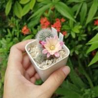 ราคา Rebutia รีบูเทียดอกสีชมพู กระถาง 2" เลือกต้นได้ (6340889063)