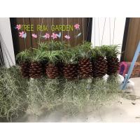 ราคา สนใส่เคราฤาษีหัวทิลแลนเซีย (8778312480)