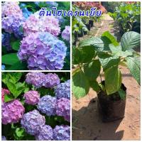 ราคา ต้นไฮเดรนเยีย เป็นไม้ดอกไม้ประดับ ต้นสวยๆ พร้อมปลูก (29074089719)