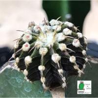 ราคา แคคตัส LB2178 แท้ Gymnocalycium mihanovichii LB2178 ‘Agua Dulce’ (13พูบางหนามชี้) (10611229760)