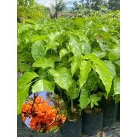 ราคา ต้นปีบทองสูง30-40ซม.สั่งขั้นต่ำ3ต้นคละต้นอื่นได้ (23350330074)