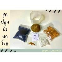 ราคา ชุดปลูกบัวบกโขด พร้อมกระถาง 2 นิ้ว พร้อมส่ง‼️ (18093808641)