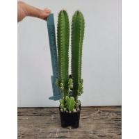 ราคา คอนโดนางฟ้า ปราสาทนางฟ้า ฟอร์มกอ แคคตัส กระบองเพชร กระถาง 2" (10704841301)