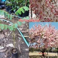 ราคา ต้น​กัลปพฤกษ์​ (1​ชุด​ 6 ต้น)​ ขนาด​ 35 ซม. (11250020144)