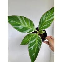 ราคา กล้วยด่างฟลอริด้า florida variegated banana (23143745141)