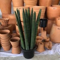 ราคา ว่านงาช้าง ว่านงาช้าง XL ว่านงาช้าง (3958586149)