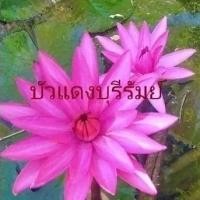 ราคา ต้นพันธุ์บัวแดง บัวกินสายพร้อมปลูก ในอ่างบัวในสระน้ำ (24172591036)