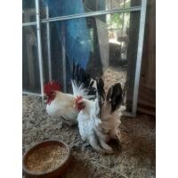 ราคา ไข่ไก่แจ้ลุ้นเชื้อ สีขาวหางดำ1ชุดมี5ฟอง (22571851702)