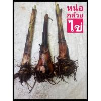 ราคา หน่อกล้วยไข่กำแพงเพชร1หน่อ.หน่อสวยสมบูรณ์ต้นไม่สูงมากเครือยาว (22539484025)