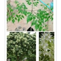 ราคา ต้นปีบ/ต้นกาสะลองพร้อมปลูกขนาด40-50cm (26684983586)