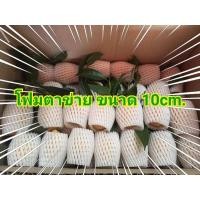 ราคา โฟมตาข่าย ห่อผลไม้ 1,000 ชิ้น ขนาด 10cm. (16620428155)