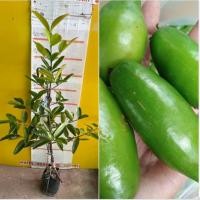 ราคา ต้นมะดันเขียวมรกต เป็นผลไม้พื้นบ้านของไทย ผลใหญ่ นิยมทานสด แช่อิ่ม ดอง ทำอาหาร มาปลูกกันจร้า (7845636415)