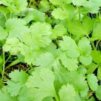 ราคา 100 เมล็ด ผักชี ผักชีลา ผักชีดอย ผักชีใบเลื่อย ผักหอมเทศ ผักหอมเป ผักหอมป้อม ผักชีบ้าน หอมป้อมบ้าน (43472863515)