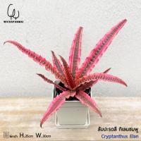 ราคา Bromeliad - สับปะรดสี กิเลนเรียกทรัพย์ , กิเลนแดง กระถาง 6" ( Cryptanthus Elan ) (14279088380)