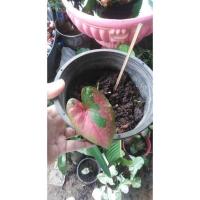 ราคา นางไหม​ ต้นบอนสี​ ต้นนางไหมเบบี้ (12632512856)