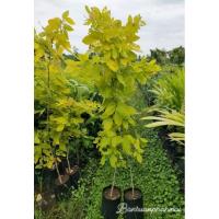 ราคา ต้นทองนพเก้า ต้น1.2เมตร (24524683595)