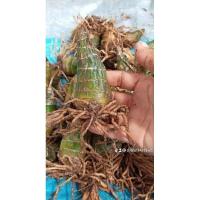 ราคา ..ว่านช้างผสมโขลงว่านมงคลเสริมโชคลาภ (19592739586)